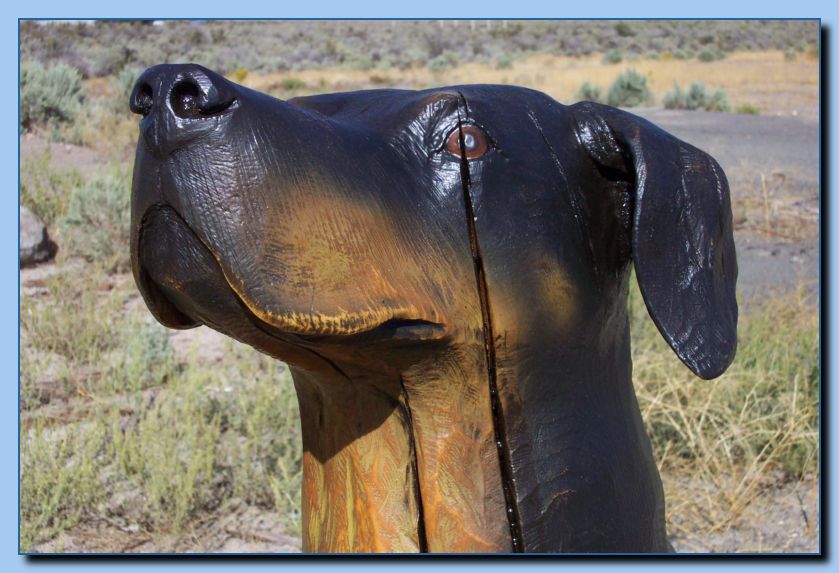 2-54 dog-rottweiler-archive-0009